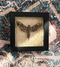 Image 5 of Pandorus Sphinx Moth 