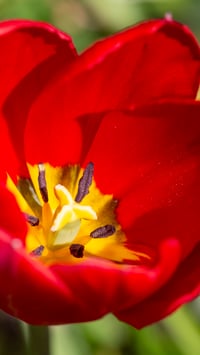 Red Tulip