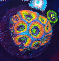 WYSIWYG Holy Grail Micromussa Acan Colony – 8+ Heads