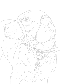 Pet Line Art *Digital*