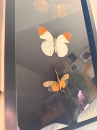 Image 4 of Cabinet of Wings