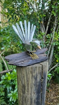 Image 2 of Perched Pīwakawaka