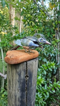 Image 1 of Tui Perched