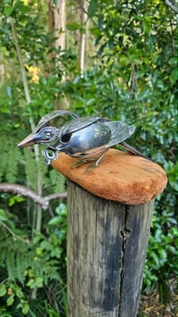 Image 2 of Tui Perched