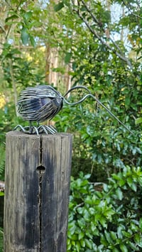 Image 1 of Forked Kiwi