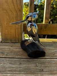 Image 5 of Kōtare (Kingfisher)