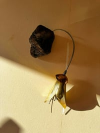 Image 3 of Kōwhai Bloom 2