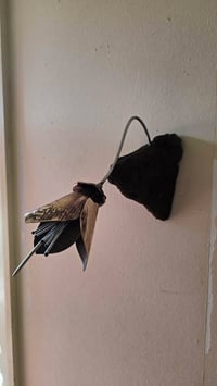 Image 1 of Kōwhai Blooming