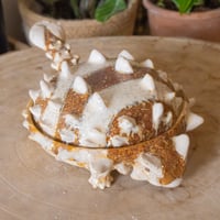 Image 1 of Ankylosaurus Salt Dish
