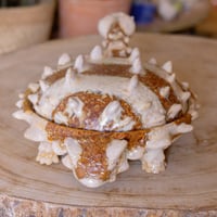Image 5 of Ankylosaurus Salt Dish