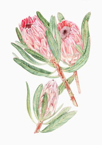 Image 5 of Botanical Cards x 4 (Pack) Protea, Hellebore, Flowerheads, Fritillary (Single)