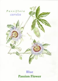Image 5 of Protea and Passion Flower Cards