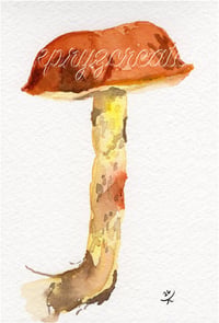 "Shaggy Stalked Bolete" Print