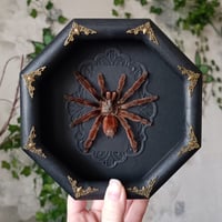 Antilles Pinktoe Tarantula