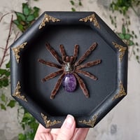 Antilles Pinktoe with Amethyst Abdomen