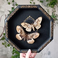 Set of Brahmin Moths