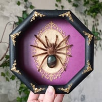 Curlyhair Tarantula