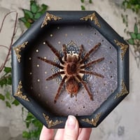 The Curlyhair aka  Tliltocatl albopilosus