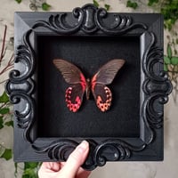 Image 1 of Scarlet Mormon butterfly