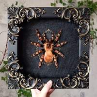 Image 2 of The Mexican Redknee