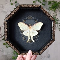 Luna moth