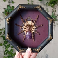 Framed Poecilotheria with Amethyst