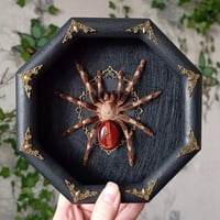 Framed Tarantula Specimen
