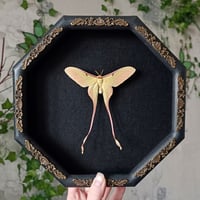 RARE! Male Chinese moon moth