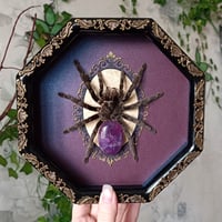Image 1 of Reserved! Framed tarantula with amethyst abdomen