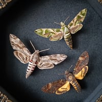 Image 2 of Hawk-moth Set