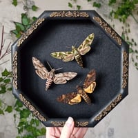 Image 1 of Hawk-moth Set