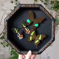 Butterfly Set