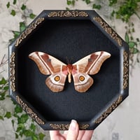 Madagascan Emperor Moth