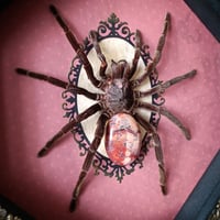 Image 2 of Pamphobeteus sp tarantula