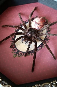 Image 3 of Pamphobeteus sp tarantula