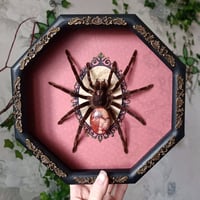 Image 1 of Pamphobeteus sp tarantula