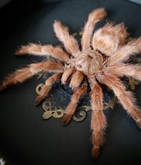 Image 2 of Brazilian Giant Blonde