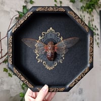 Image 1 of Large! Framed cicada