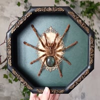 Large! Ornamental Tarantula