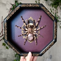 Poecilotheria with Rhodonite Stone