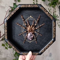 Poecilotheria with Rhodonite Abdomen