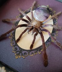 Image 2 of Malaysian earthtiger tarantula