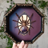 Image 1 of Malaysian earthtiger tarantula
