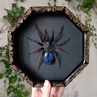 Greenbottle Blue Spider