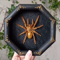 Orange baboon tarantula (OBT) 
