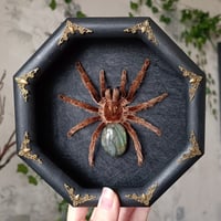 The Curlyhair with Labradorite