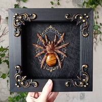Framed Chaco Goldenknee