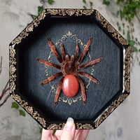 The Mexican Pink Tarantula