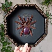 The Pinktoe with Amethyst Stone
