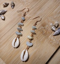 Amazonite cowries